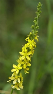 Agrimony/Agermåne