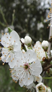 Cherry Plum/Kirsebærblomme